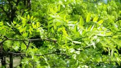 билка гледичия