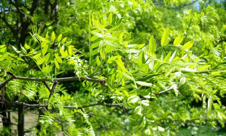 билка гледичия