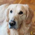 Да спасим нашите кучета