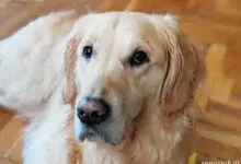 любов към кучета