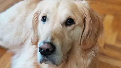 любов към кучета