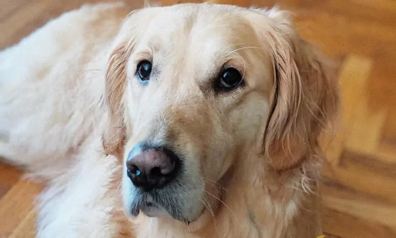 любов към кучета