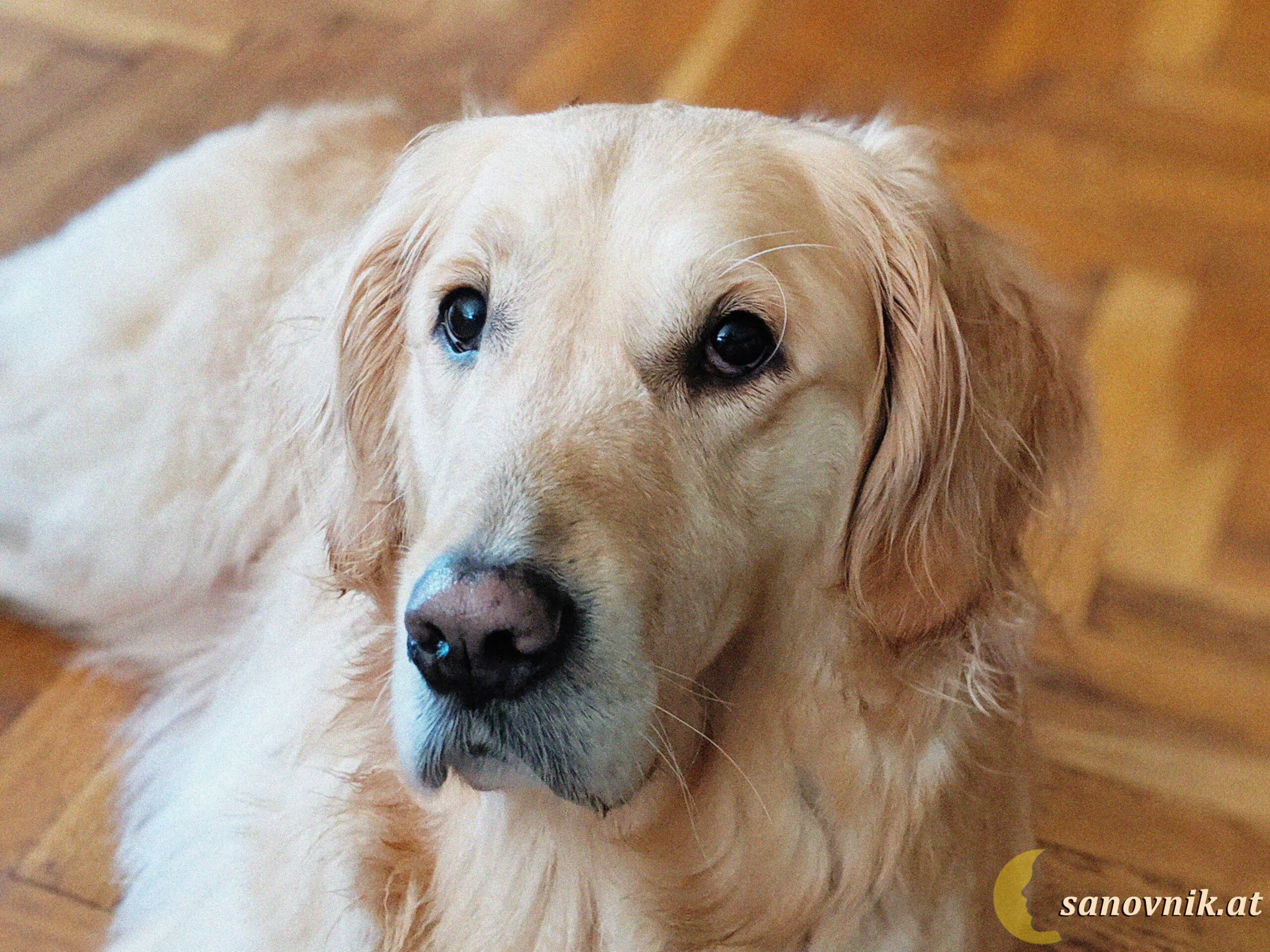 любов към кучета