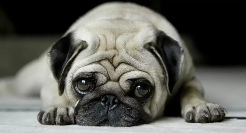 Куче за пенсионер - мопс Куче за пенсионер - мопс