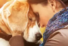 избор на куче