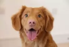 лек на кучешка тения