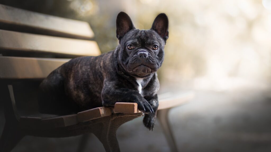 Джобен формат домашно куче - френски булдог