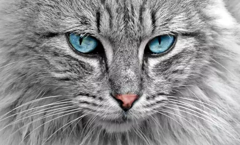 котките предпазват дома