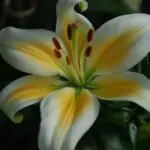 Вижте кои стайни растения са отровни