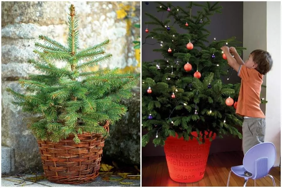 Каква елха да изберем за Коледа? - елха в саксия Каква елха да изберем за Коледа? - елха в саксия