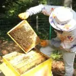 Пчеларите празнуват Свети Харалампий