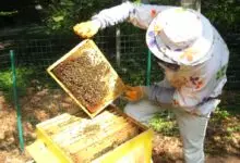 Пчеларите празнуват Свети Харалампий