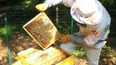 Пчеларите празнуват Свети Харалампий