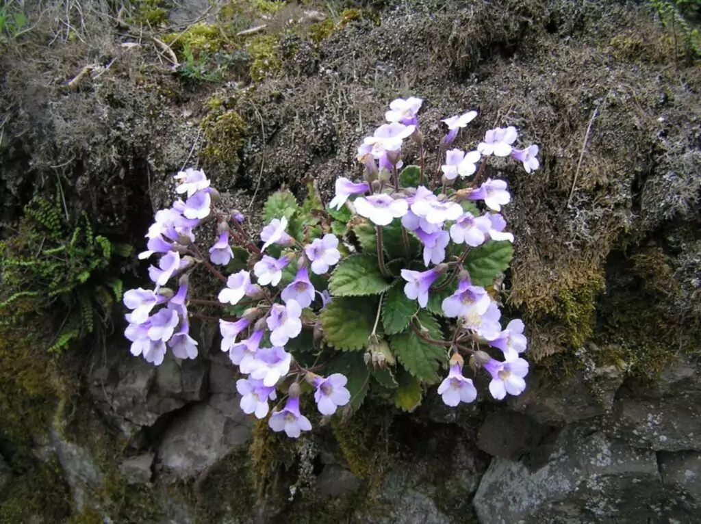 хаберлея хаберлея