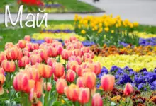 Именни дни през Май