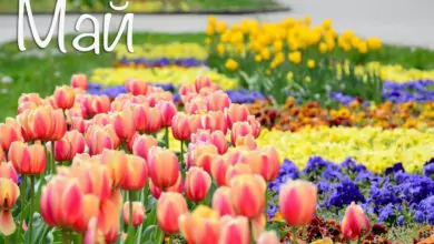 Именни дни през Май