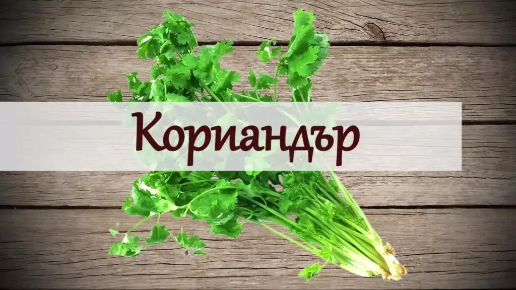10 подправки за страстен секс - кориандър 10 подправки за страстен секс - кориандър