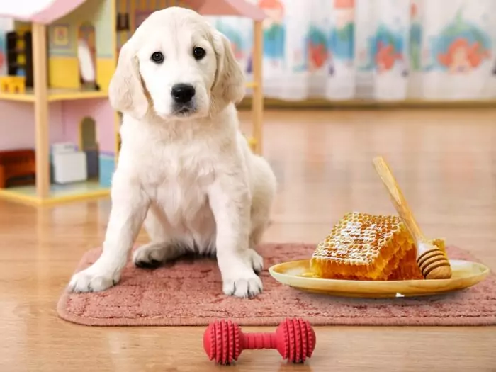 Може ли да се дава мед на кучето ? Може ли да се дава мед на кучето ?