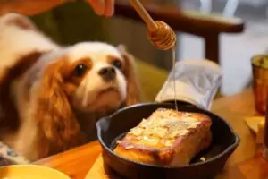 мед и куче