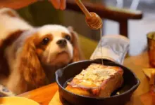 мед и куче