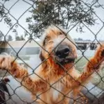 Животът с куче е по-хубав