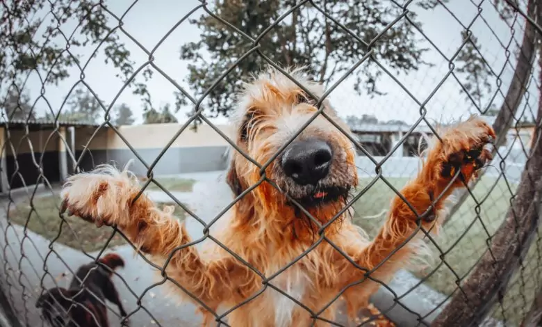 домашен любимец - куче