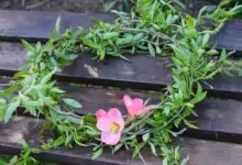 обичаи - Цветница, Връбница