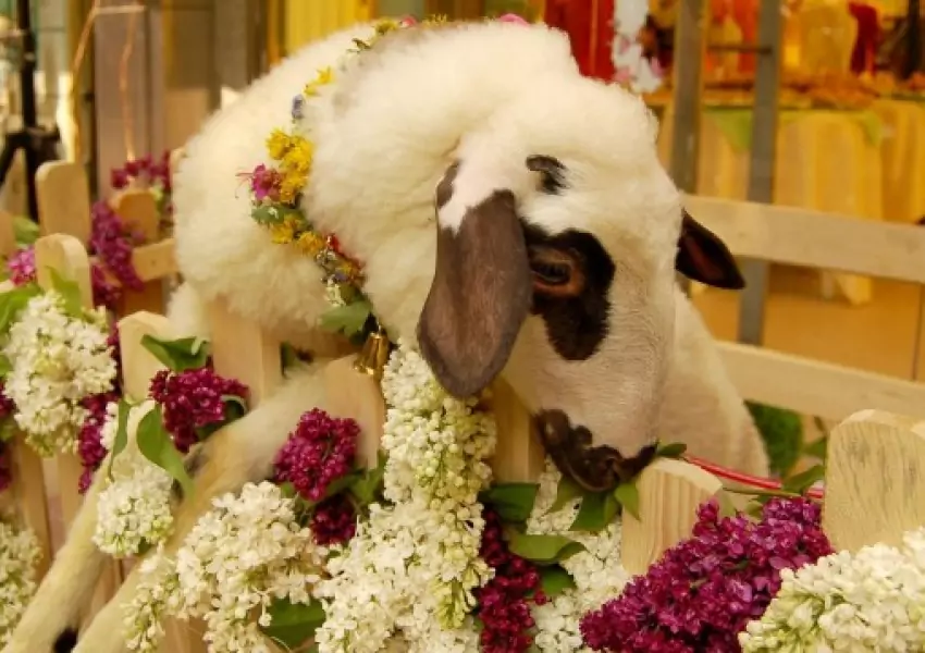 Агне - Гергьовден Агне - Гергьовден