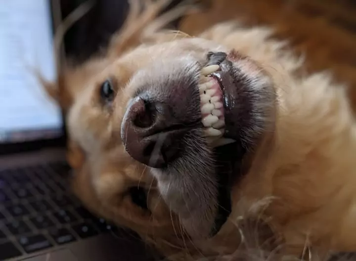 Защо дъвката може да убие кучето Защо дъвката може да убие кучето