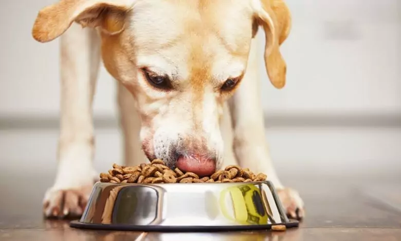 дъвката може да убие кучето