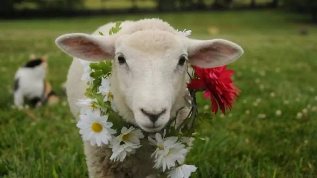 Гергьовден - обичаи Гергьовден - обичаи