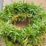 Върбова клонка – символика