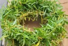 Върбова клонка - символика