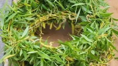 Върбова клонка - символика