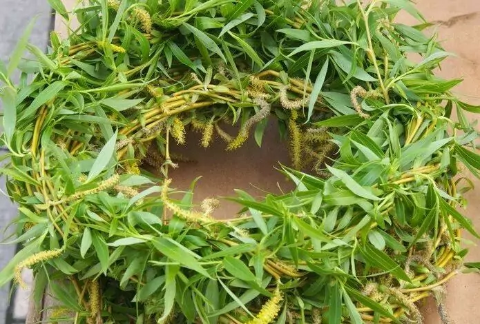 Върбова клонка - символика