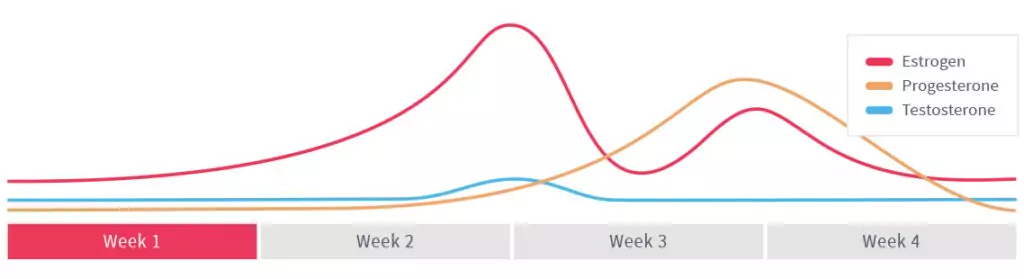 фази на месечния цикъл фази на месечния цикъл