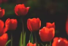 Пожелания за св. Мария Магдалена