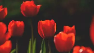 Пожелания за св. Мария Магдалена