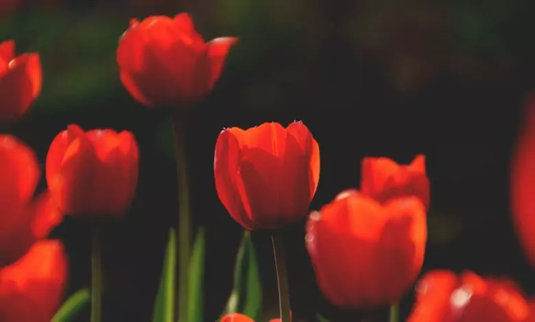 Пожелания за св. Мария Магдалена