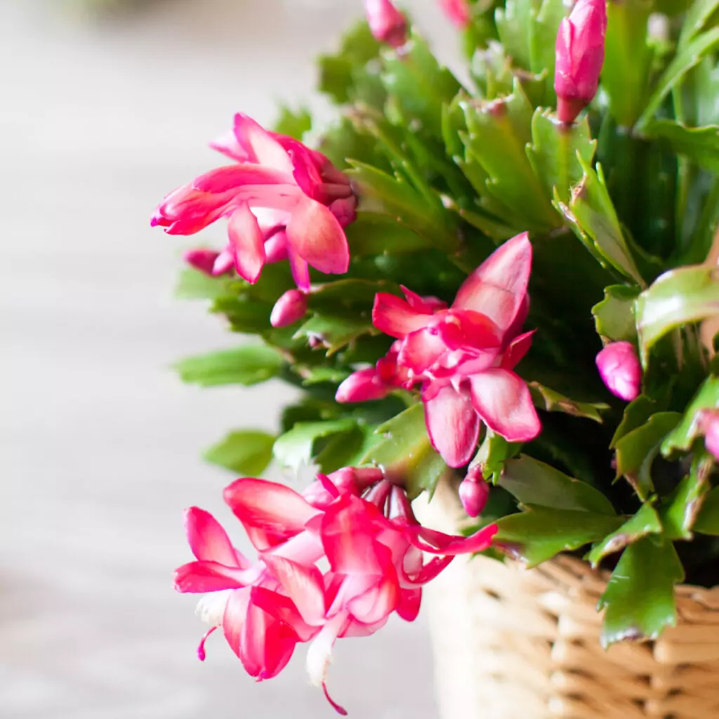 Коледниче Коледниче