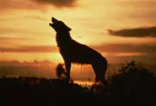 Вълчи празници