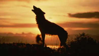 Вълчи празници