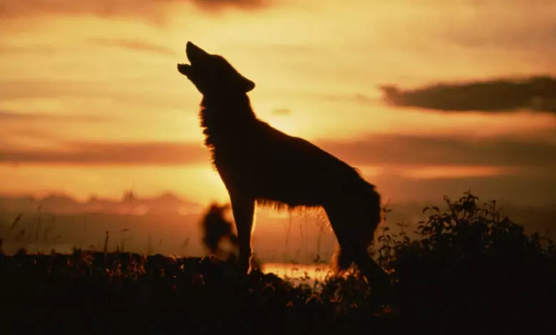 Вълчи празници