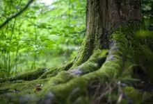 Климатичните промени заплашват с алергия половината човечество