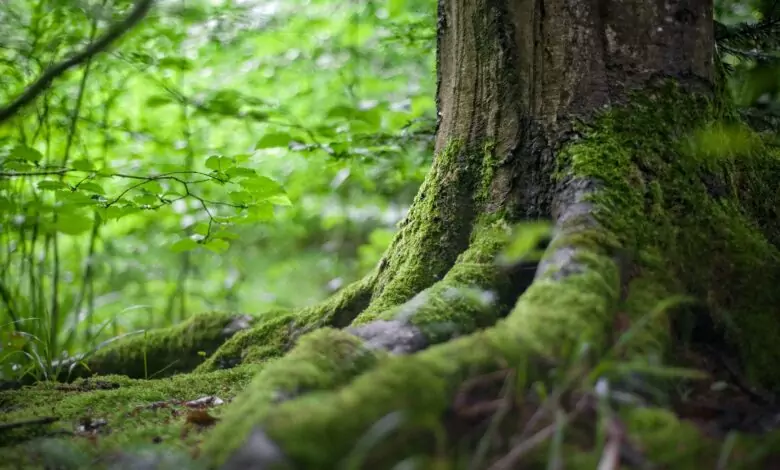 Климатичните промени заплашват с алергия половината човечество