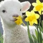 Магията на Гергьовден