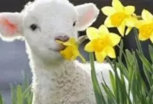 Магията на Гергьовден