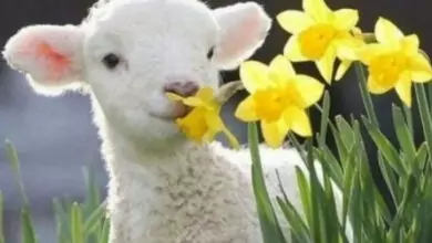 Магията на Гергьовден