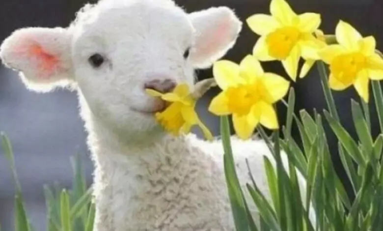 Магията на Гергьовден