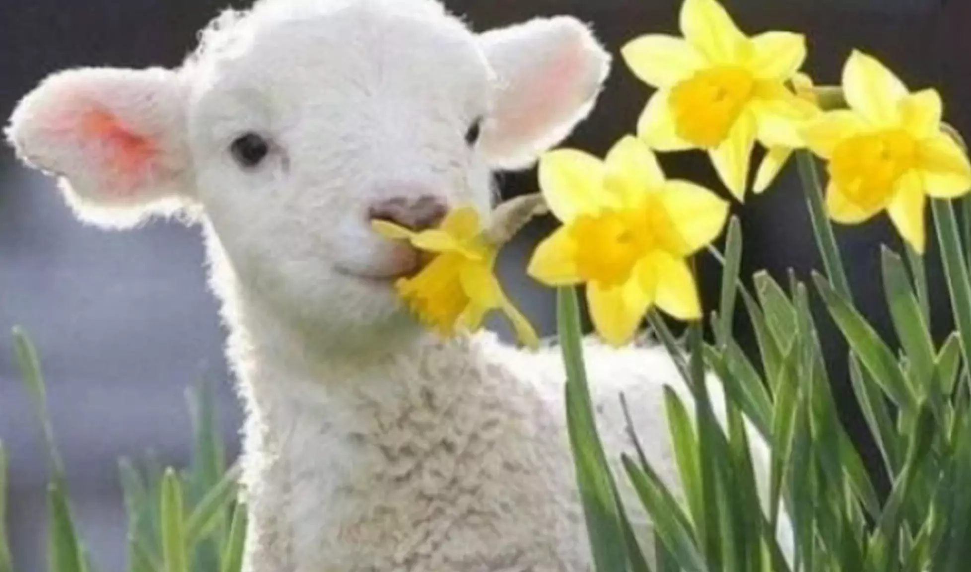 Магията на Гергьовден